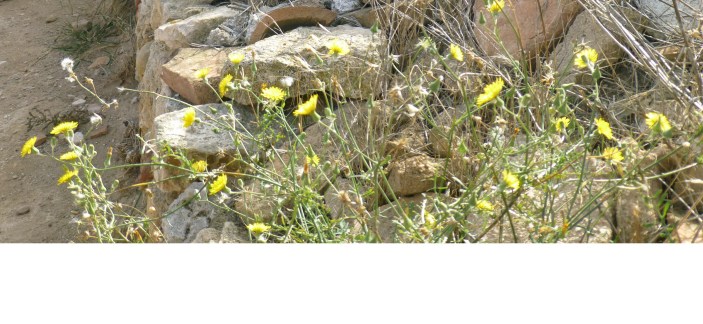 2014-10-19 Where have all the flowers gone